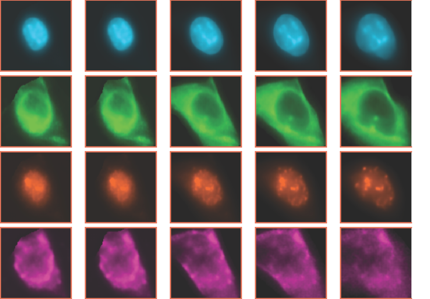 A sequence of cellular images showing changing nuclear and cellular morphology