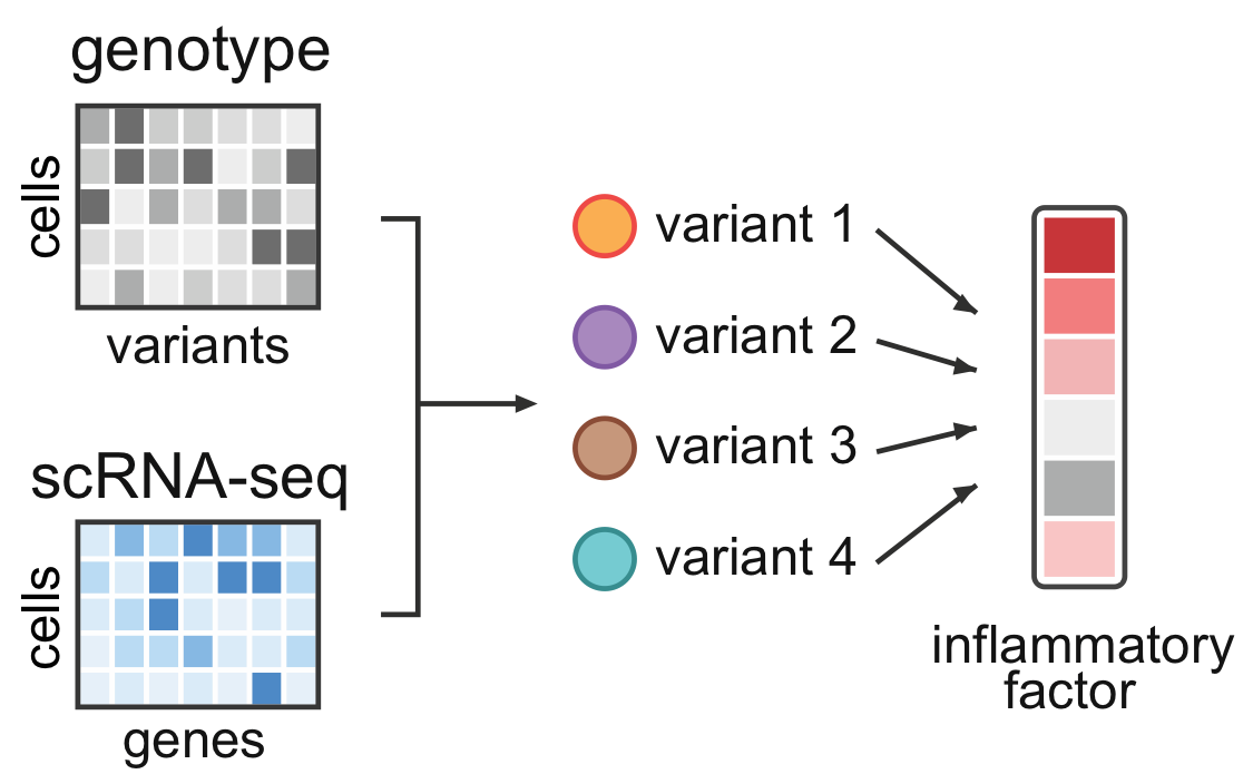 Genotype and single-cell RNA sequencing matrices pointing to genetic variants associated with an inflammatory factor