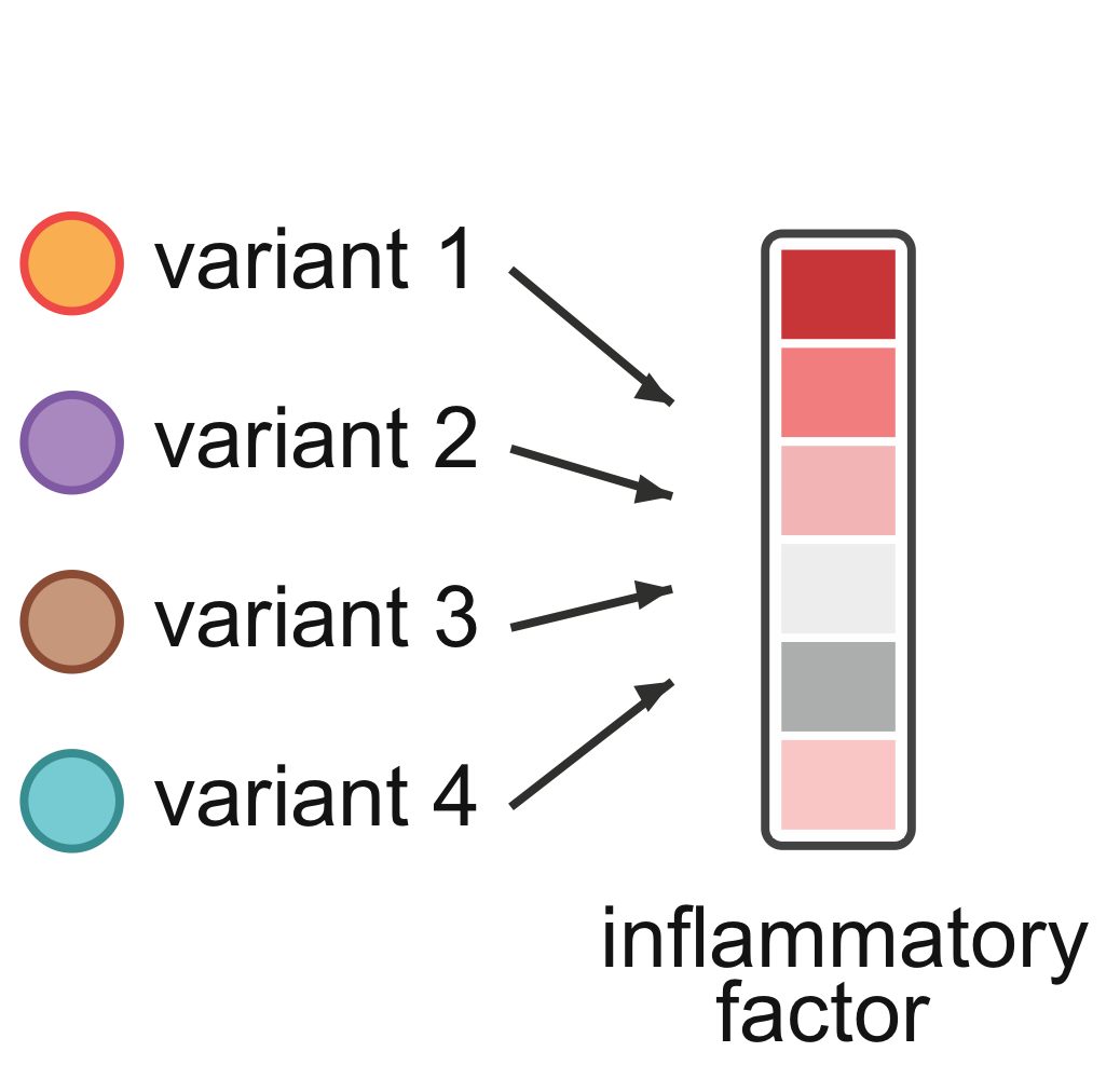 Genetic variants pointing to an inflammatory factor